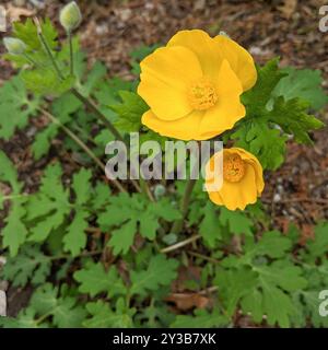 Coquelicot célandine (Stylophorum diphyllum) Plantae Banque D'Images