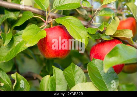 Pommes rouges mûres poussant sur l'arbre, fruits sains sur le plateau, récolte en été ou en automne, ferme agricole, jardin Banque D'Images