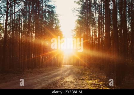 Forest Road sous Sunset Sunbeam. Ruelle traversant la forêt feuillue d'automne à l'aube ou au lever du soleil. Forest Road Sunset Sunbeam. Banque D'Images