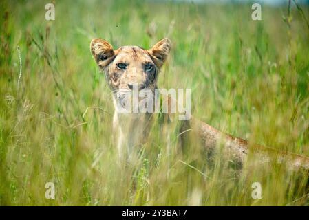 Un lion dans le parc national de Murchison Falls en Ouganda. Photo de Matthias Mugisha Banque D'Images