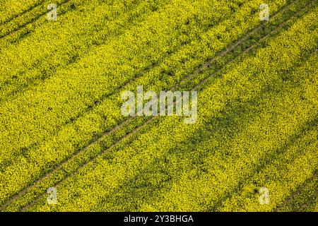 Une photo en grand angle d'un vaste champ de canola en pleine floraison, mettant en vedette des fleurs jaunes vives et des lignes de tracteurs parallèles. Banque D'Images