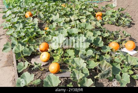 Courge Uchiki Kuri rouge japonaise mûrissant dans un jardin de lotissement, Angleterre, Royaume-Uni Banque D'Images