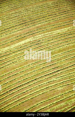 Image aérienne de terres agricoles fraîchement tondues montrées en rangées vertes parallèles. Le paysage montre des modèles agricoles d'en haut. Banque D'Images