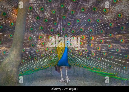 Un beau paon mâle aux plumes expansées, Peacock en pleine floraison, le paon mâle indien affiche ses belles plumes et son plumage Banque D'Images