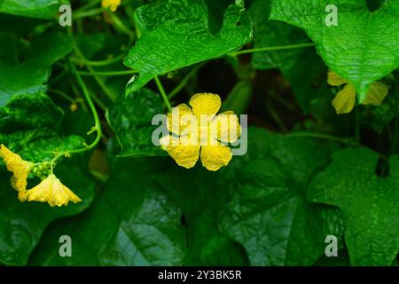 Fleur de gourde éponge jaune ou fleur de luffa avec des gouttes de pluie un jour de pluie Banque D'Images