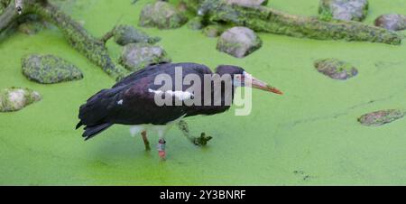 Cigogne d'Abdim (Ciconia abdimii) Banque D'Images