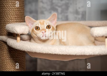 Chaton shorthair birman couché dans le lit sur l'arbre. Chat et meubles pour chat. Banque D'Images