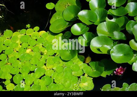 Nelumbo est un genre de plantes aquatiques avec de grandes fleurs voyantes Banque D'Images