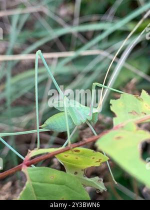 Syrien à longues pattes Bush-Cricket (Acrometopa syriaca) Insecta Banque D'Images