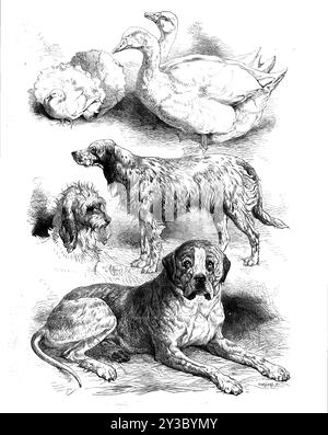 Prix volaille et chiens au Birmingham Show, 1871. « Les volailles représentées dans nos illustrations sont la paire d'oies blanches de Mr. J. R. Fowler et sa paire de canards blancs, de la ferme Prebendal, à Aylesbury. Les pigeons sont le fantôme blanc montré par le révérend W. Sergeanton, du Rectory d'Acton Burnel, qui a remporté le premier prix ; une paire de barbes, envoyée par Mr. T. Waddington, qui a également remporté le premier prix de leur classe, et ont été vendues pour &#xa3;42 ; et une poule poule poule bleue, appartenant à Mr. F. Gresham, de Shefford... les chiens ont été divisés comme d'habitude en deux classes, sportives et non sportives Banque D'Images