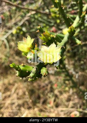 Noël cholla (Cylindropuntia leptocaulis) Plantae Banque D'Images