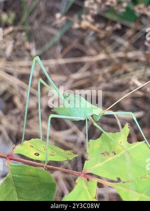 Syrien à longues pattes Bush-Cricket (Acrometopa syriaca) Insecta Banque D'Images