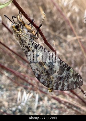 Grande fourmi-lion (Palpares libelluloides) insecte Banque D'Images