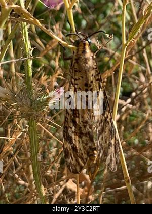 Grande fourmi-lion (Palpares libelluloides) insecte Banque D'Images