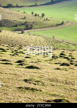 Belles collines vallonnées avec des champs verdoyants et des arbres dispersés, mettant en valeur le paysage de campagne serein par une journée ensoleillée. Banque D'Images