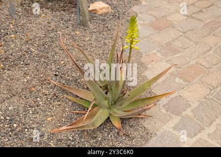 Zurich, Suisse, 9 mars 2024 plante d'Aloe Vera au jardin botanique Banque D'Images