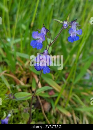 Marie géante aux yeux bleus (Collinsia grandiflora) Plantae Banque D'Images