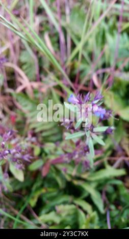 Marie géante aux yeux bleus (Collinsia grandiflora) Plantae Banque D'Images