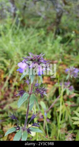 Marie géante aux yeux bleus (Collinsia grandiflora) Plantae Banque D'Images