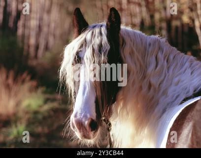 Tinker, Gelding, 5 ans Banque D'Images