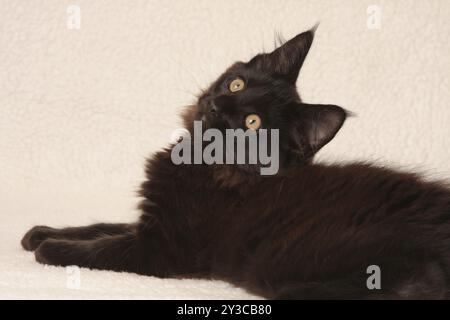 Chat de la forêt norvégienne, chaton noir, regarde avec intérêt, chat de la forêt norvégienne, chaton noir, regarde avec intérêt Banque D'Images