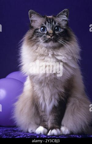 Chat Saint Birman, femelle, 5 ans, chat, Soul-tabby-point Banque D'Images