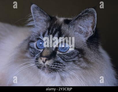 Chat Saint Birman, femelle, 5 ans, chat, Soul-tabby-point Banque D'Images