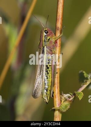 Grande sauterelle des marais (Stethophyma grossum) femelle, reposant sur la tige de la plante, dans les marais, Hesse, Allemagne, Europe Banque D'Images