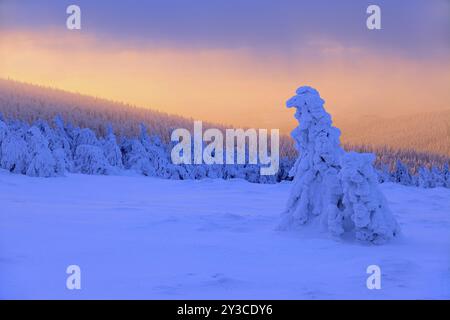 Ambiance matinale, lever de soleil sur la Brocken en hiver avec épicéas enneigés, brouillard, Parc National du Harz, Saxe-Anhalt, Allemagne, Europe Banque D'Images