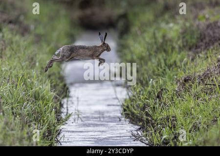 Lièvre européen (Lepus europaeus) sautant par-dessus un fossé, Emsland, basse-Saxe, Allemagne, Europe Banque D'Images