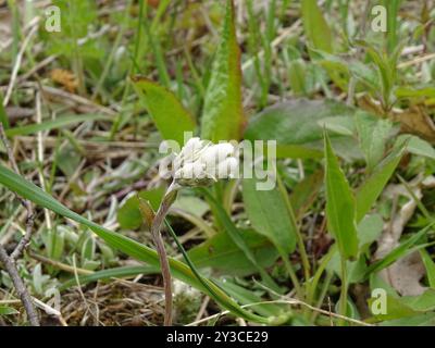 Pussytoes des champs (Antennaria negecta) Plantae Banque D'Images