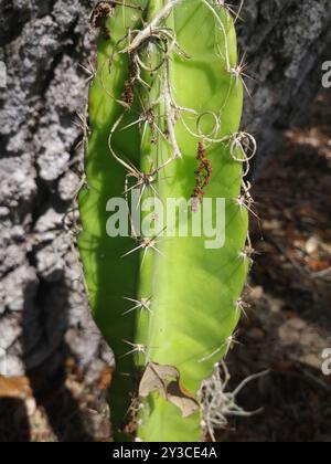 Cactus globulaires, cactus clair de lune, cactus torche et alliés (Cactoideae) Plantae Banque D'Images