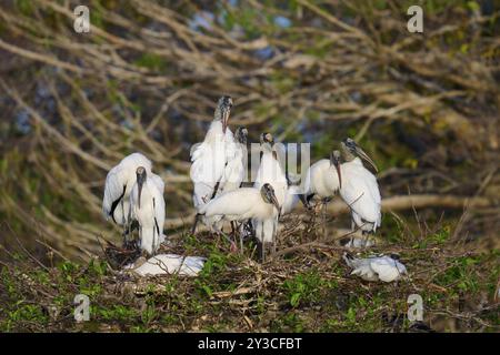 Cigogne des bois (Mycteria americana), groupe sur le nid d'arbre, Wakodahatchee Wetlands, Delray Beach, Floride, États-Unis, Amérique du Nord Banque D'Images