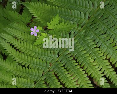Fougère mâle (Dryopteris filix-mas), une seule fronde avec bec de canneberge (Geranium sylvaticum) poussant à travers elle. Hesse, Allemagne, Europe Banque D'Images