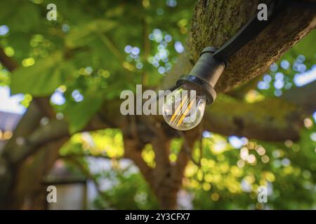 Gros plan d'une ampoule suspendue à un arbre dans un jardin verdoyant avec un fond flou, montagnes du Harz, Allemagne, Europe Banque D'Images
