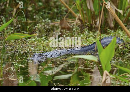 Alligator américain (Alligator mississippiensis), dans l'eau, la source, la vallée des requins, le parc national des Everglades, Floride, États-Unis, Amérique du Nord Banque D'Images