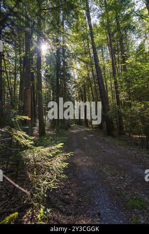 Un chemin forestier tranquille, bordé de grands arbres, à travers lequel les rayons du soleil tombent et illuminent les environs, Unterhaugstett, Forêt Noire, Allemagne, Banque D'Images