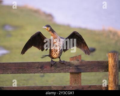 Grand cormoran (Phalacrocorax carbo), immature, assis sur une clôture en bois, séchant ses ailes, île Texel, Hollande Banque D'Images