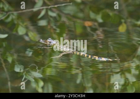 Bébé alligator américain (Alligator mississippiensis), dans l'eau, source, vallée des requins, parc national des Everglades, Floride, États-Unis, Amérique du Nord Banque D'Images