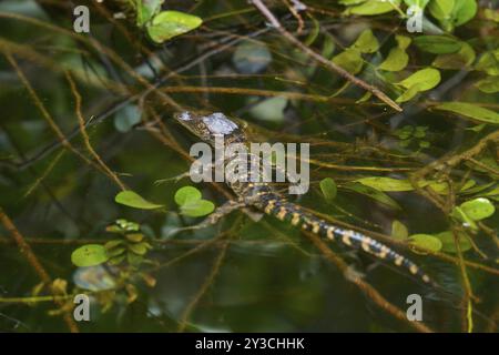 Bébé alligator américain (Alligator mississippiensis), dans l'eau, source, vallée des requins, parc national des Everglades, Floride, États-Unis, Amérique du Nord Banque D'Images