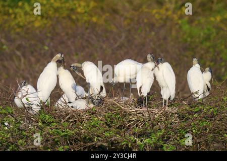 Cigogne des bois (Mycteria americana), groupe sur le nid d'arbre, Wakodahatchee Wetlands, Delray Beach, Floride, États-Unis, Amérique du Nord Banque D'Images