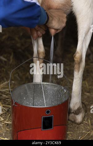 Image des mains d'un fermier méconnaissable trayant une chèvre et recueillant le lait dans un chaudron à l'intérieur d'une grange de ferme Banque D'Images