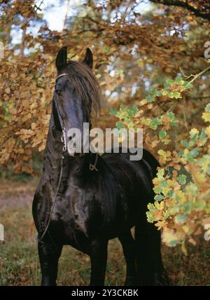 Frisien, frisien, noir, cheval, jument, 6 ans Banque D'Images