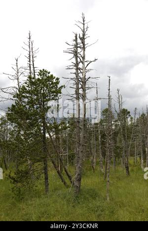 Arbres morts dans la tourbière, Hinterzarten, Allemagne, Europe Banque D'Images