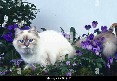 Birman chat bleu-tabby-point femelle, deux ans Banque D'Images