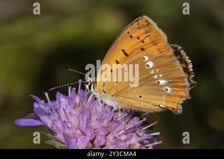 Papillon femelle de cuivre rare avec des ailes fermées assis sur la fleur violette sucant à gauche voyant Banque D'Images