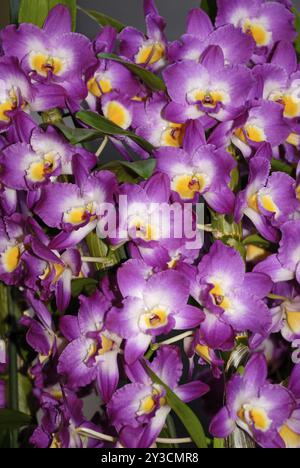 Dendrobium nobile hybride Banque D'Images