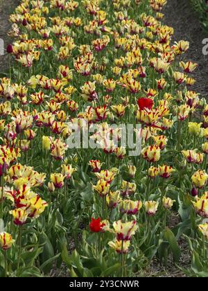 Gros plan d'un champ plein de fleurs en forme de tulipe en jaune et rouge, egmond aan Zee, mer du Nord, pays-bas Banque D'Images