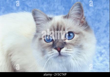 Chat Birman, femelle de deux ans bleu-tabby-point (marques bleues) Banque D'Images