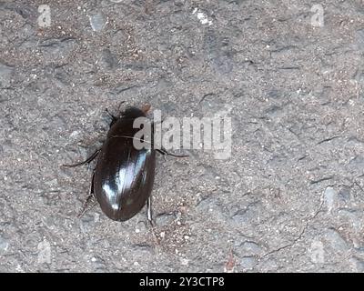 Insecte du petit coléoptère argenté (Hydrochara caraboides) Banque D'Images